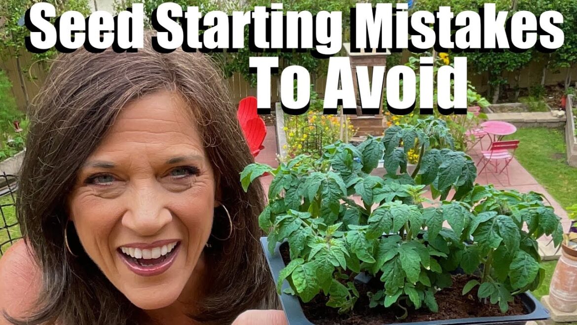 CaliKim: 6 Mistakes NOT to Make When Starting Seeds Indoors and How to Avoid Them 6 Mistakes NOT to Make When Starting Seeds Indoors and How to Avoid Them