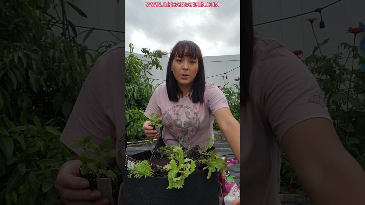 #1 Tip To Grow Lush Leafy Greens #lettuce #garden #gardeningtips #fertilizer #homegrown #plants #1 Tip To Grow Lush Leafy Greens #lettuce #garden #gardeningtips #fertilizer #homegrown #plants