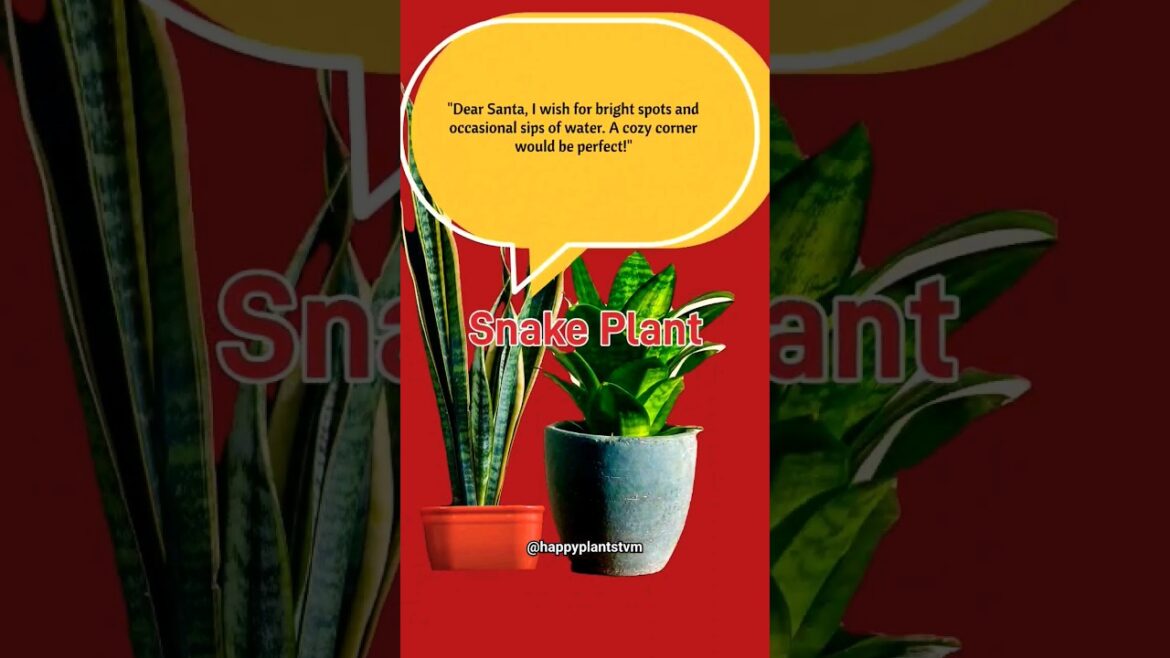 #xmas #plant #wishlist #for #santa #shorts