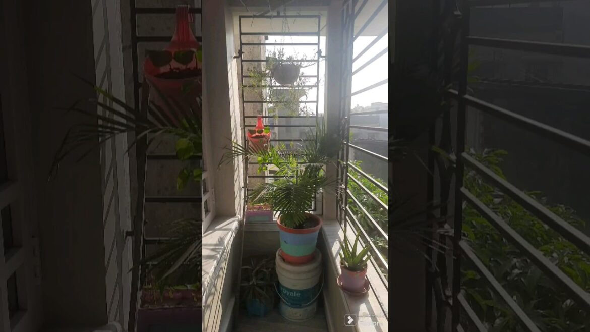 Window Plant 🪴 😍 #gardening #shorts