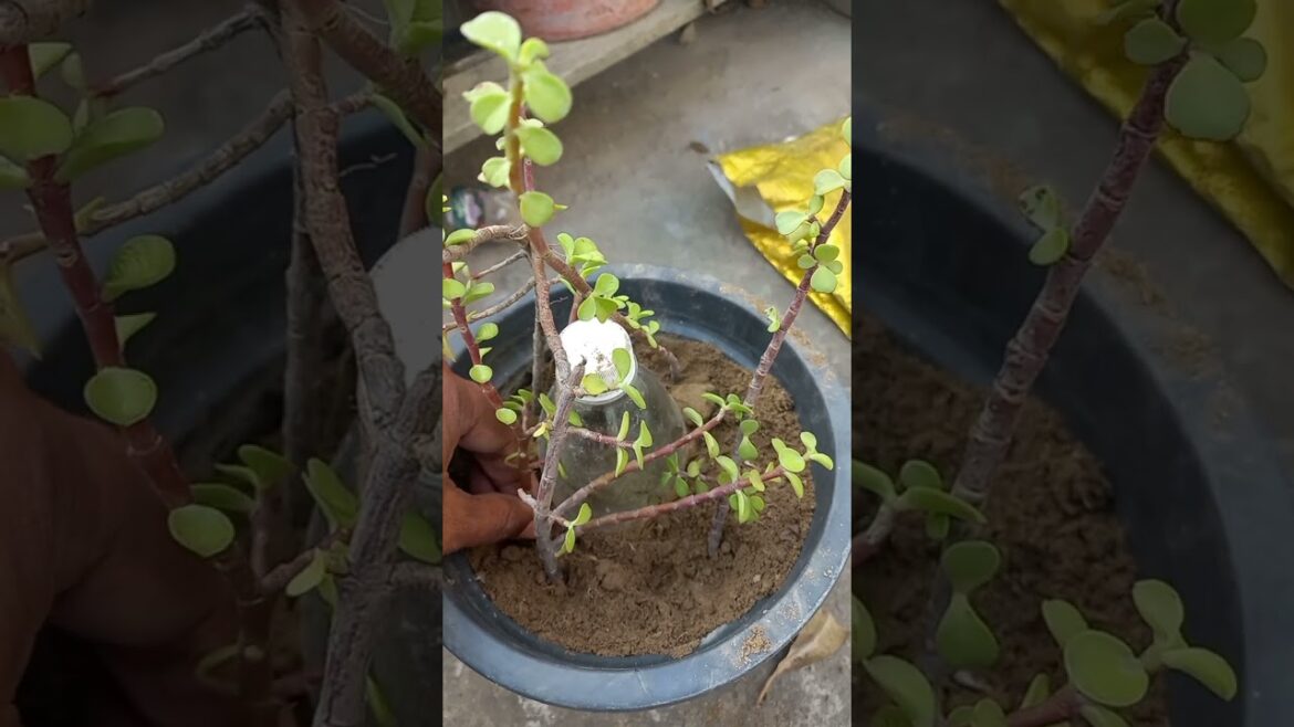 jade plant bonsai #ytshorts #plants jade plant bonsai #ytshorts #plants