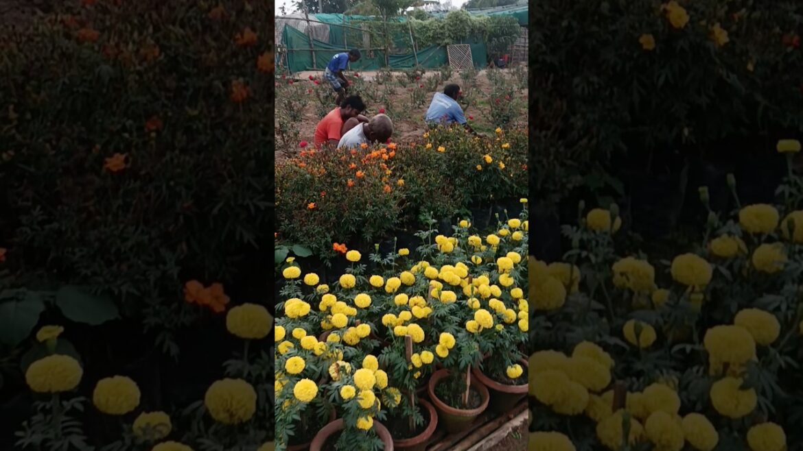 Garden Preparation #garden #gardening #gardentour #gardener