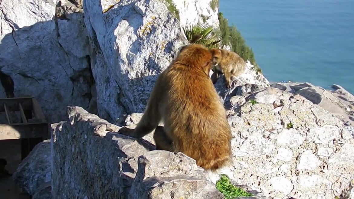 Fierce Fridays: Barbary macaques, Gibraltar monkeys attack! Fierce Fridays: Barbary macaques, Gibraltar monkeys attack!