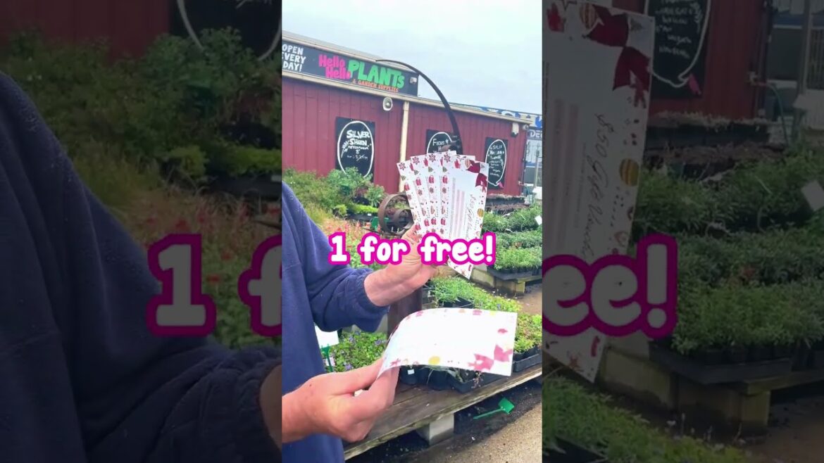 LAST WEEK to get a FREE $50 Gift Voucher❗🎅🏻🎄 LAST WEEK to get a FREE $50 Gift Voucher❗🎅🏻🎄