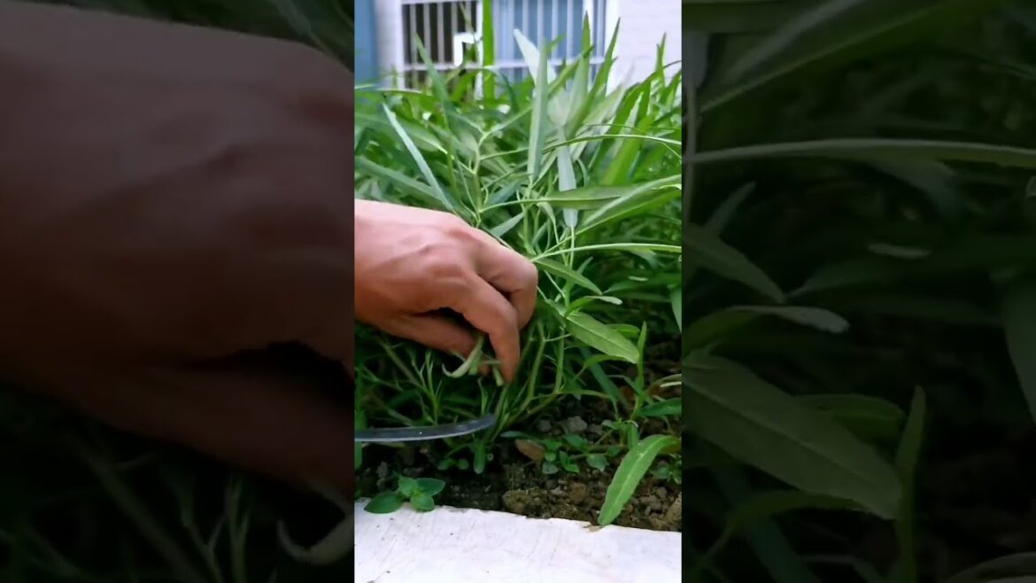 I  growing garden and vegetable by MeiMei  #shorts #garden #vegetable