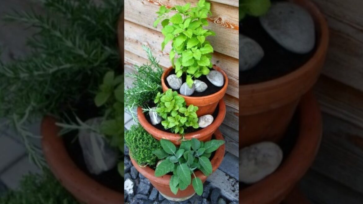 Gardening ideas #garden