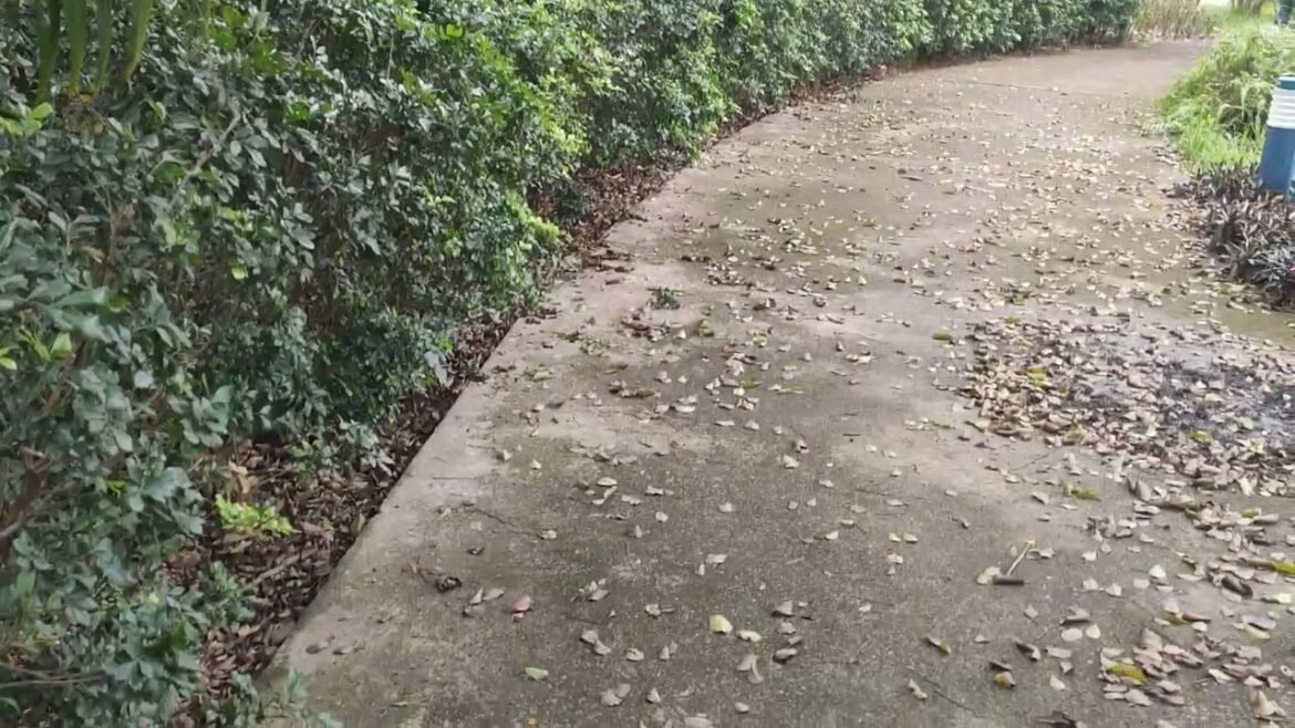 Sunlit Reverie: Dreamy Moments in a Radiant Day