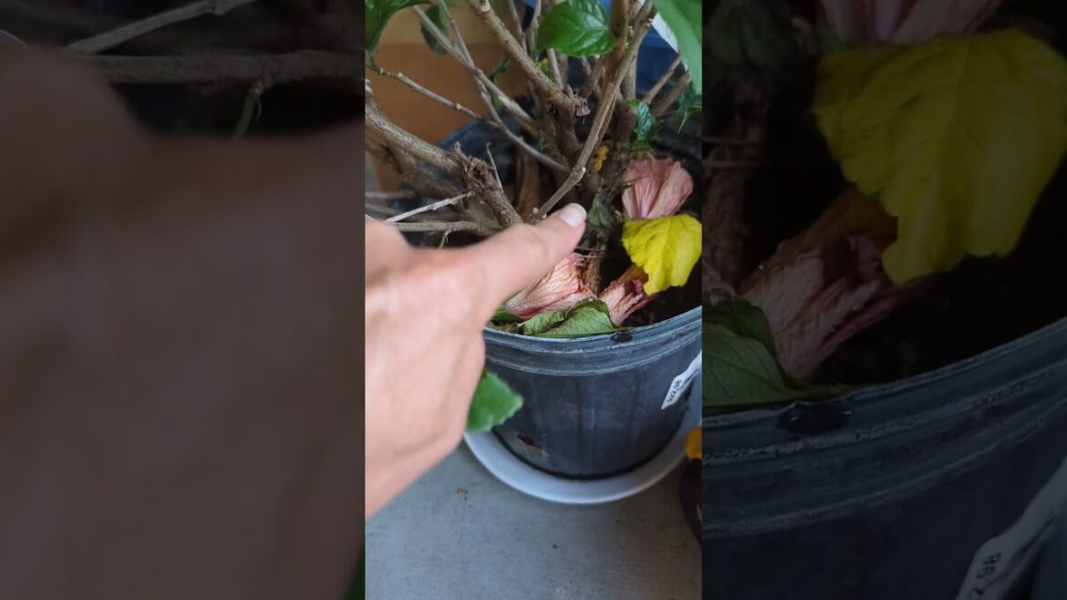 Hibiscus Trio in a container / pot #hibiscus #redhibiscus #orangehibiscus #gardening #nurseryplant Hibiscus Trio in a container / pot #hibiscus #redhibiscus #orangehibiscus #gardening #nurseryplant