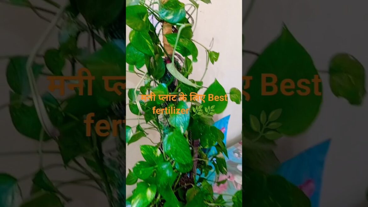 मनी प्लांट ठंड मे न सुखेगा न पत्ते पीले होंगे #shorts#gardening #fertilizer मनी प्लांट ठंड मे न सुखेगा न पत्ते पीले होंगे #shorts#gardening #fertilizer