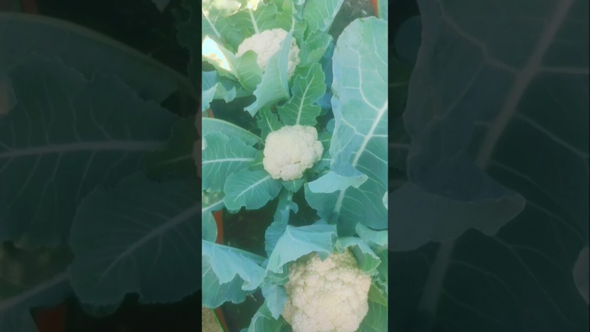 terrace garden vegetable #terracegarden #gardening #kitchengarden #ytshorts #shortvideo #cauliflower terrace garden vegetable #terracegarden #gardening #kitchengarden #ytshorts #shortvideo #cauliflower