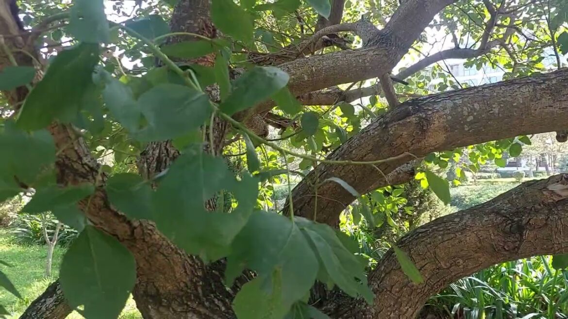 Unscripted Odyssey: A Day of Wandering and Wonder