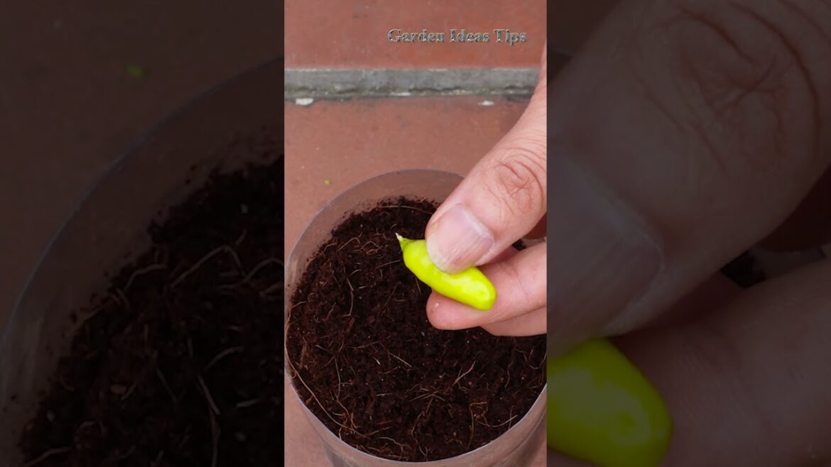 Vegetable gardening for beginners