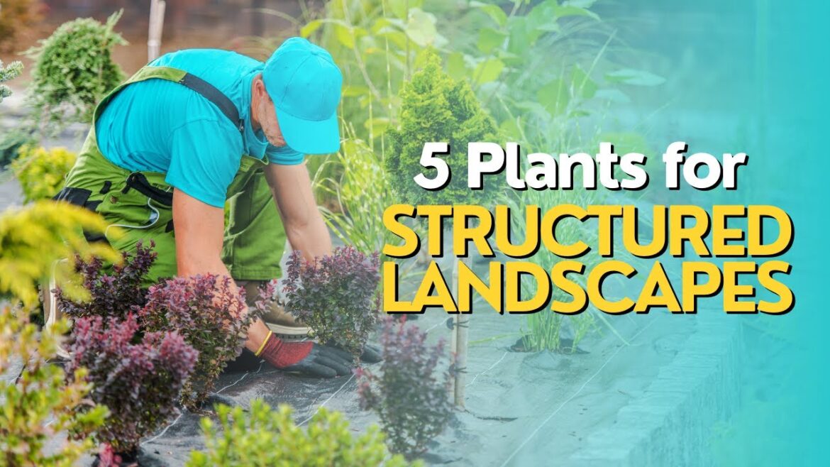 Top 5 Plants for Structured Landscapes