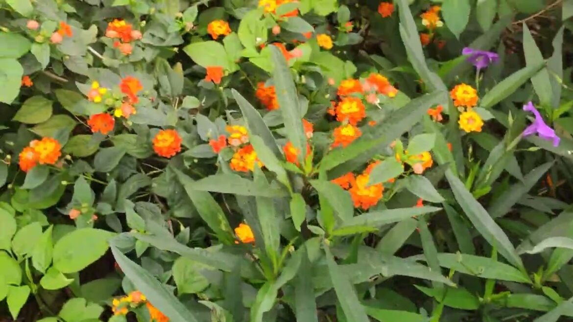 Autumnal Airbrush: Blending Hues in the Fall Sky