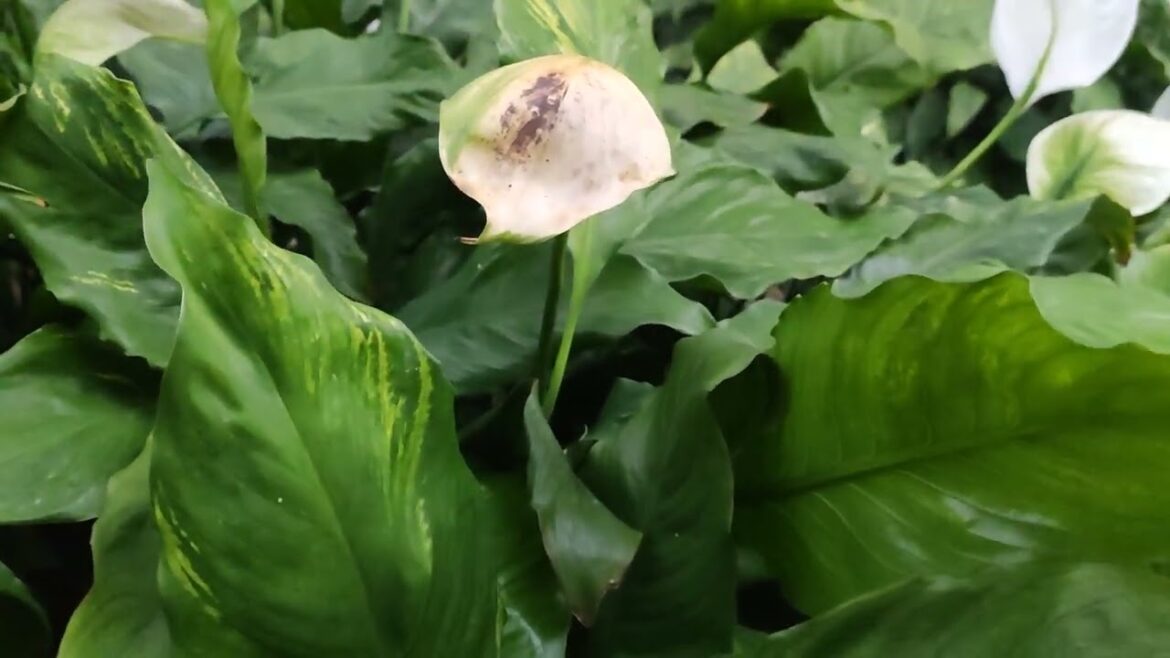 Calm Canvas: Creating a Day Filled with Tranquil Moments