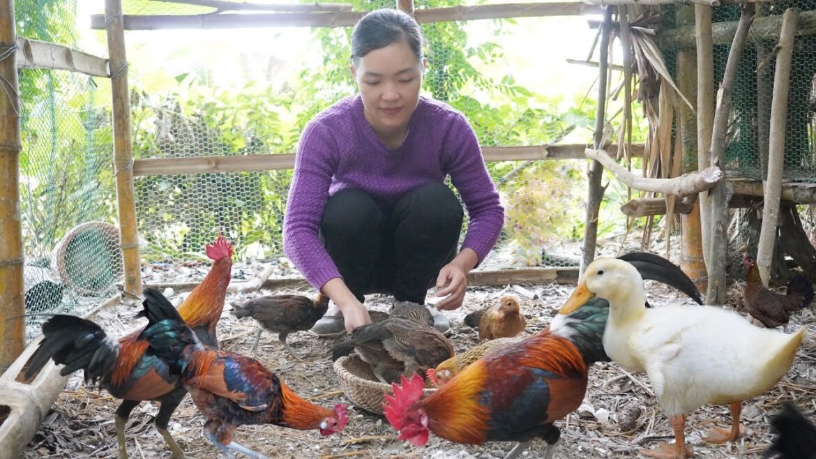How to prevent diseases for Wild Chickens. Take care the vegetable garden. Amy village life