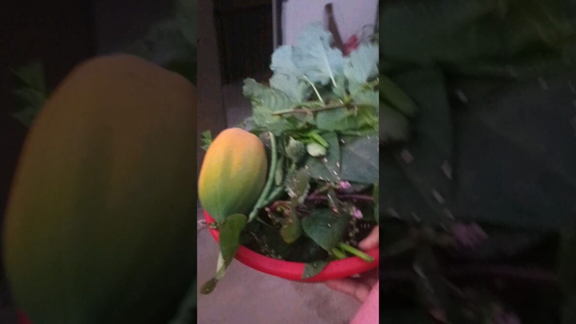 Rooftop garden #gardening #shorts #shortfeed #youtubeshorts #viral #shortvideo #viralvideo #rooftop