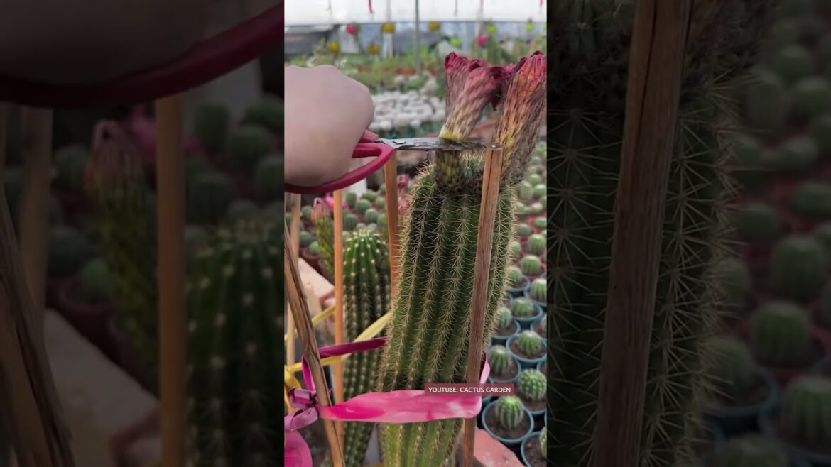 Useful tips for cactus 🪴 | Plant Gardener