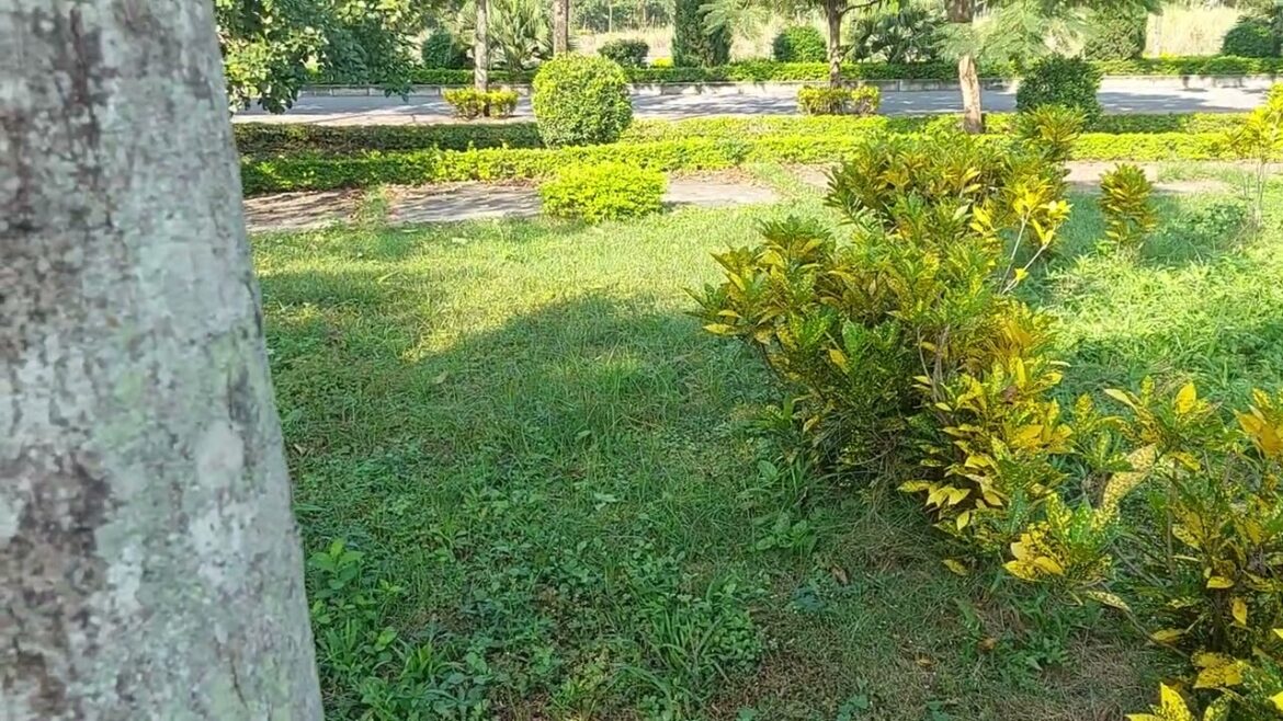 Discovering Delights: A Casual Day of Roaming