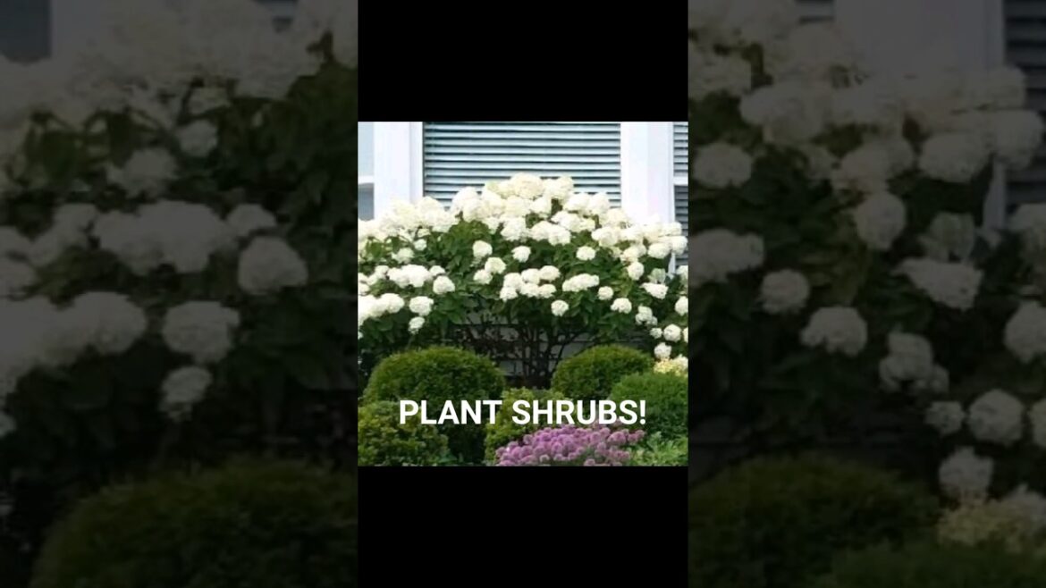 Garden Tips: PLANT SHRUBS!