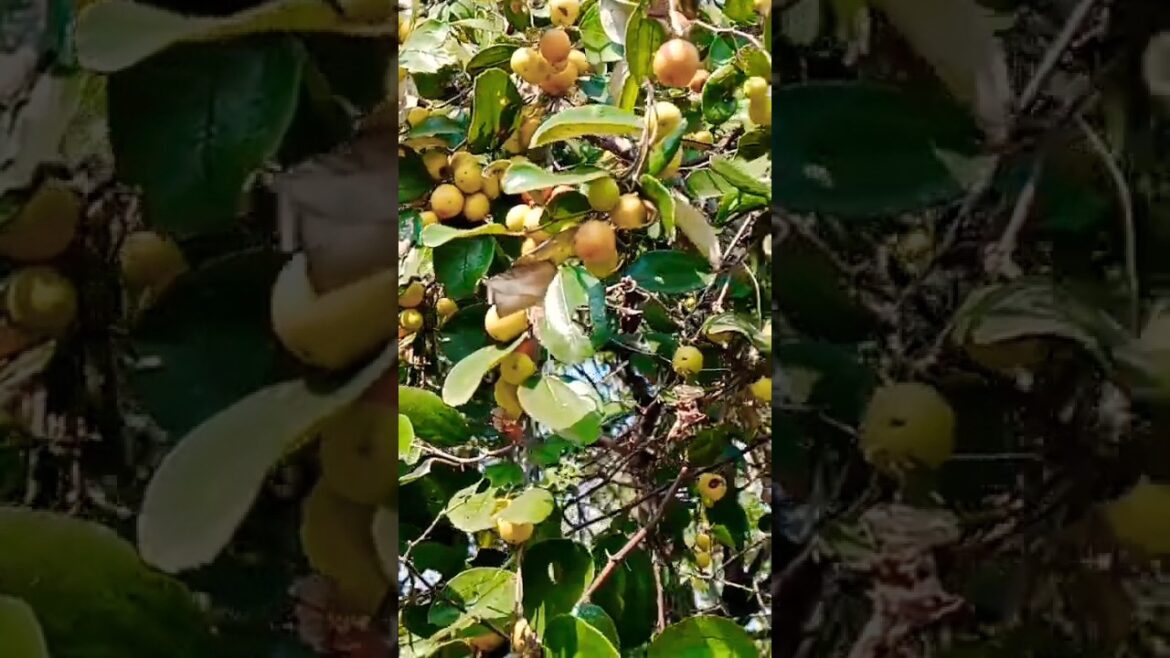 आपने कभी देखे है एक पेड़ इतने सारे बेर #shorts#gardening