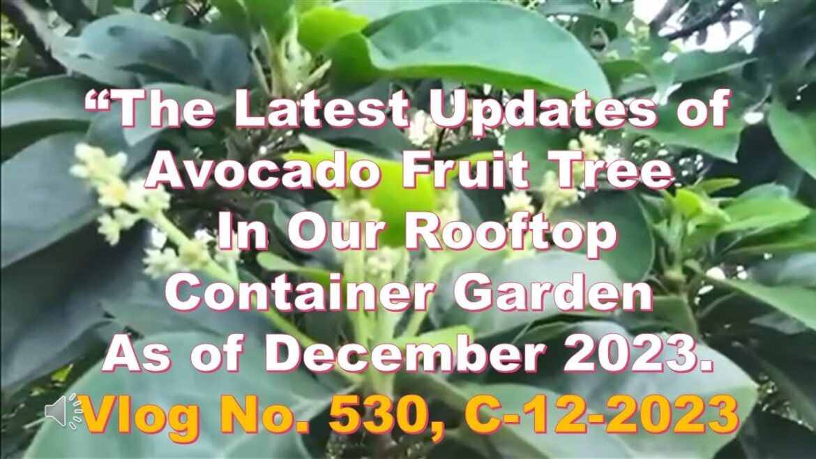 The Latest Updates of Avocado Fruit Tree In Our Rooftop Container Garden As Of December 2023 The Latest Updates of Avocado Fruit Tree In Our Rooftop Container Garden As Of December 2023
