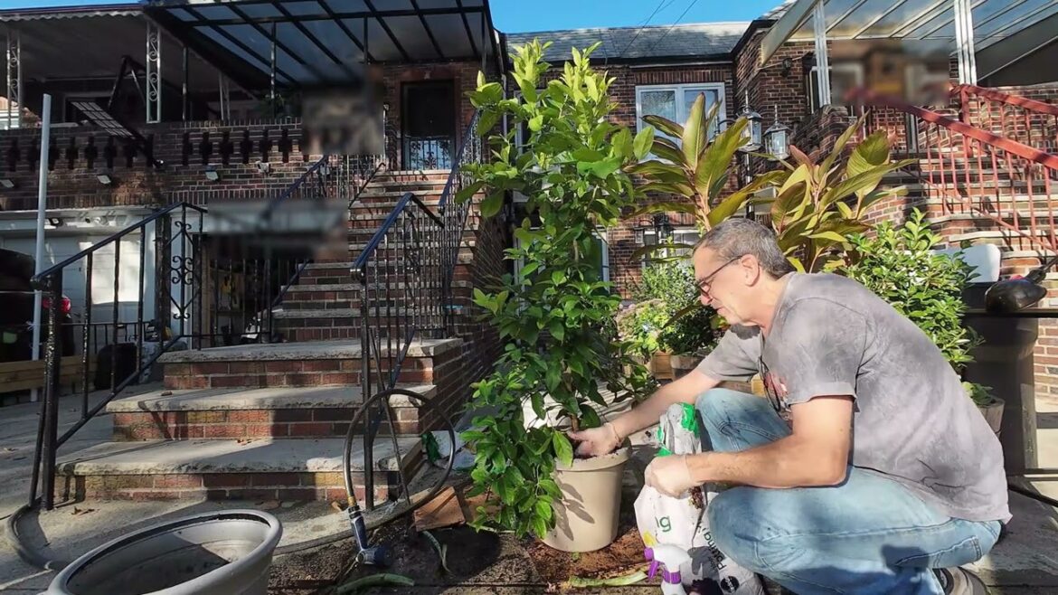 2023 lemon tree  the Meyers