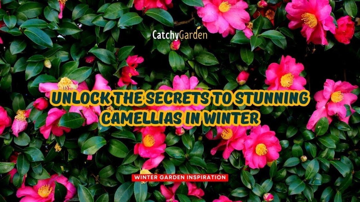 Unlock the Secrets to Stunning CAMELLIAS in Winter 🍃🌺🌿 // Gardening Ideas