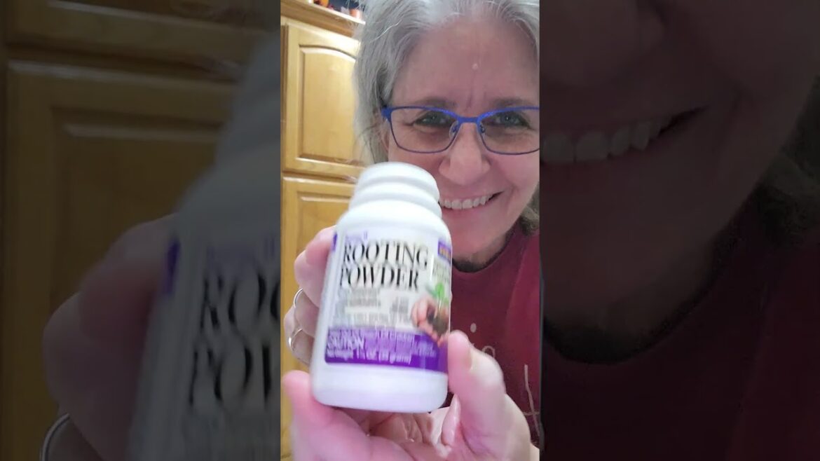 Rosemary Cutting #gardentips #shorts #garden