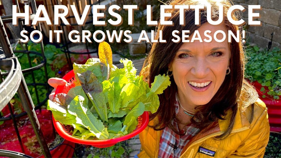CaliKim: How to Harvest Lettuce so it Keeps Growing All Season How to Harvest Lettuce so it Keeps Growing All Season