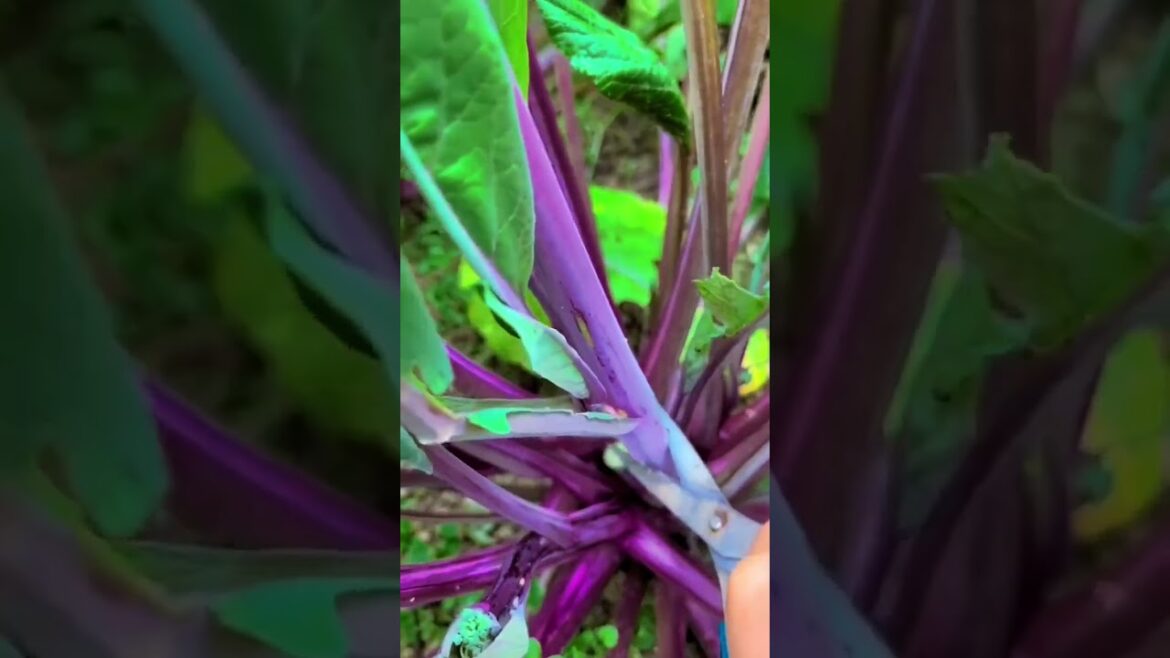 My life part of growing garden and vegetable #diygarden #vegetable