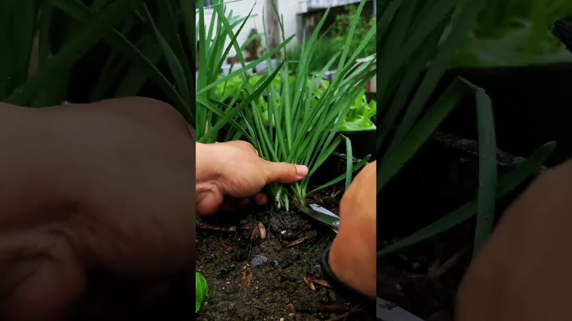 My growing garden and vegetable #shorts #garden #vegetable My growing garden and vegetable #shorts #garden #vegetable