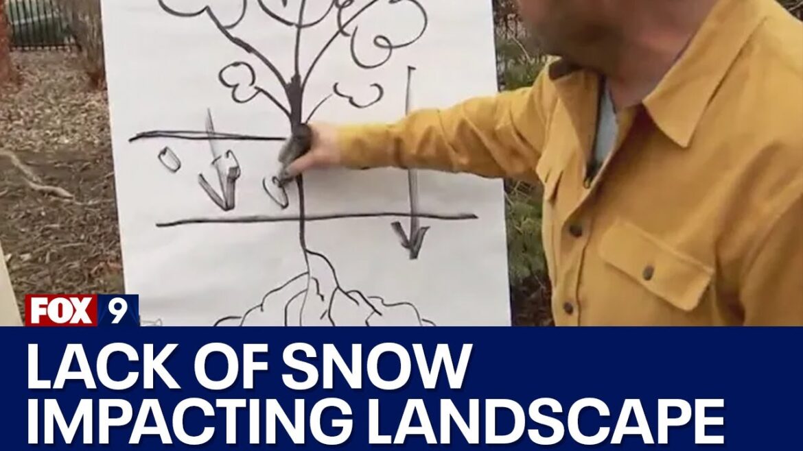 Lack of snow impacting lawn, landscape Lack of snow impacting lawn, landscape