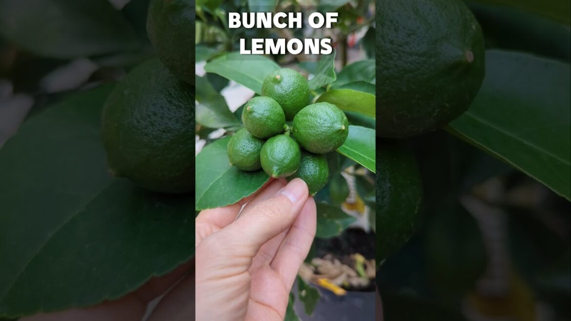 Too many lemons. The lemon tree is growing in a container / pot #citrustree #lemon #lemontree #crops Too many lemons. The lemon tree is growing in a container / pot #citrustree #lemon #lemontree #crops