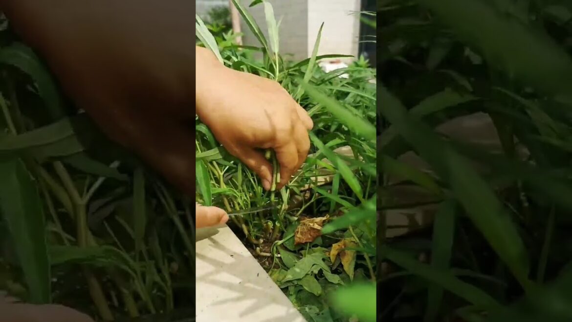 I growing garden and vegetable by MeiMei #shorts #garden #vegetable I growing garden and vegetable by MeiMei #shorts #garden #vegetable