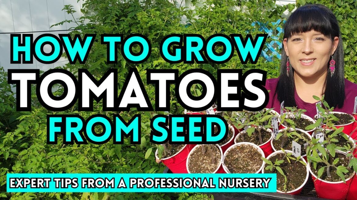 🍅How To Sow Tomato Seeds Like A Professional Nursery For Rapid Growth #tomato #garden #gardentips