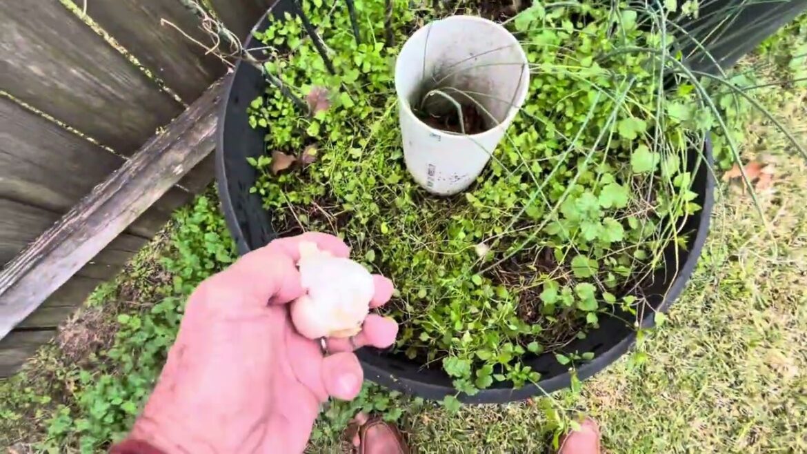 Container Gardening & Planting Garlic TIPS w/82yo Pawpaw in His Backyard @PawpawSammyAlyBug