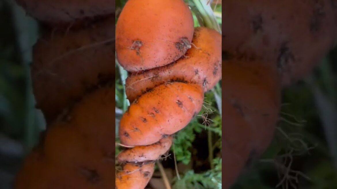 Carrot Harvest | Container Gardening  #carrot #containergardening #midwest #harvest