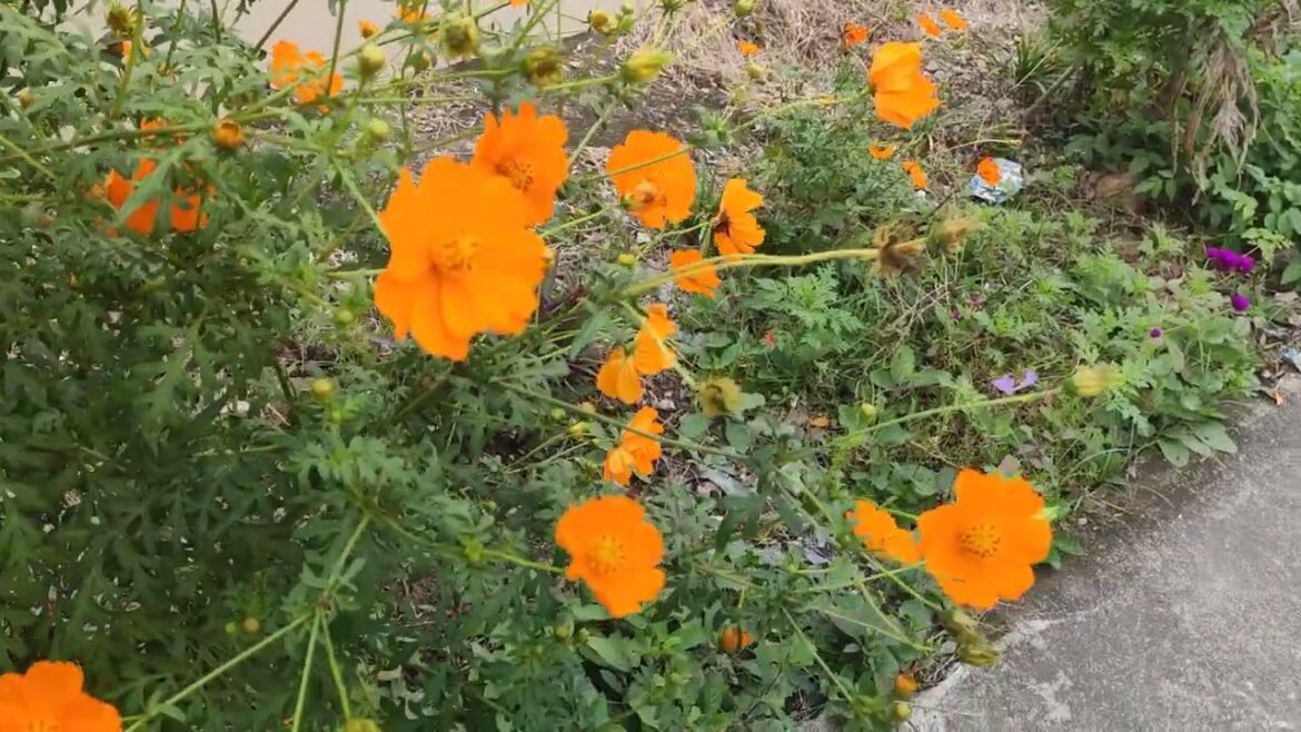 Coastal Charms: Seaside Serenity in Nature's Embrace