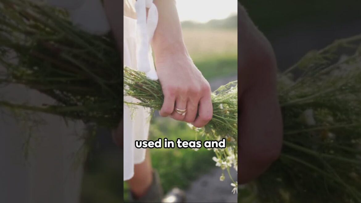 Edible Plant Identification Challenge #survival  #bushcraft  #prepping