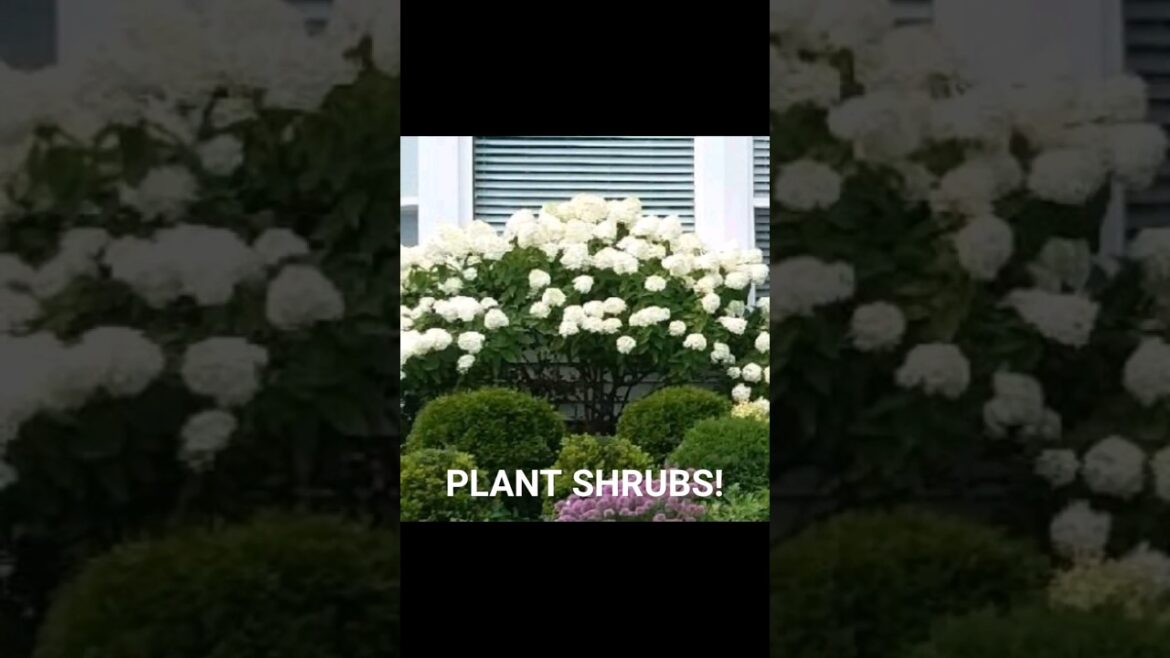 Garden Tips: PLANT SHRUBS!