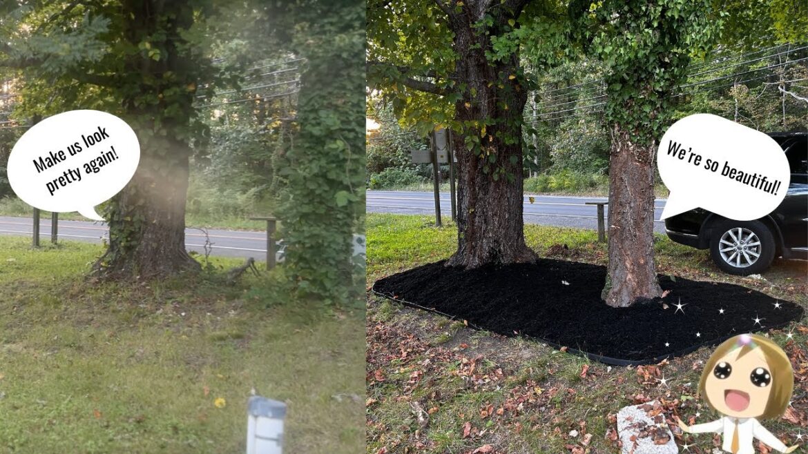 The Big Yard Takeover! | Ep. 5 Front Trees Clean Up The Big Yard Takeover! | Ep. 5 Front Trees Clean Up