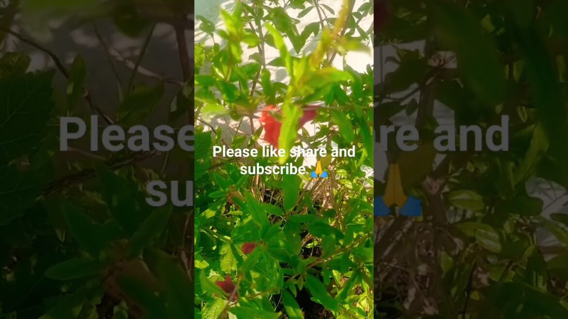 इस तरीके से अनार का पेड लगायेंगे ग्रो बॅग मे तो आएगे ढेर सारे फल #shorts #gardening 🍑🍑 इस तरीके से अनार का पेड लगायेंगे ग्रो बॅग मे तो आएगे ढेर सारे फल #shorts #gardening 🍑🍑