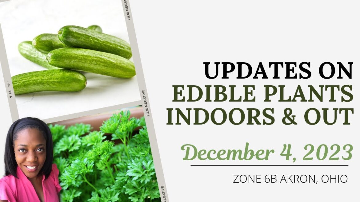 Edible Plant Updates - INDOORS and OUTDOORS | Akron Ohio Zone 6B