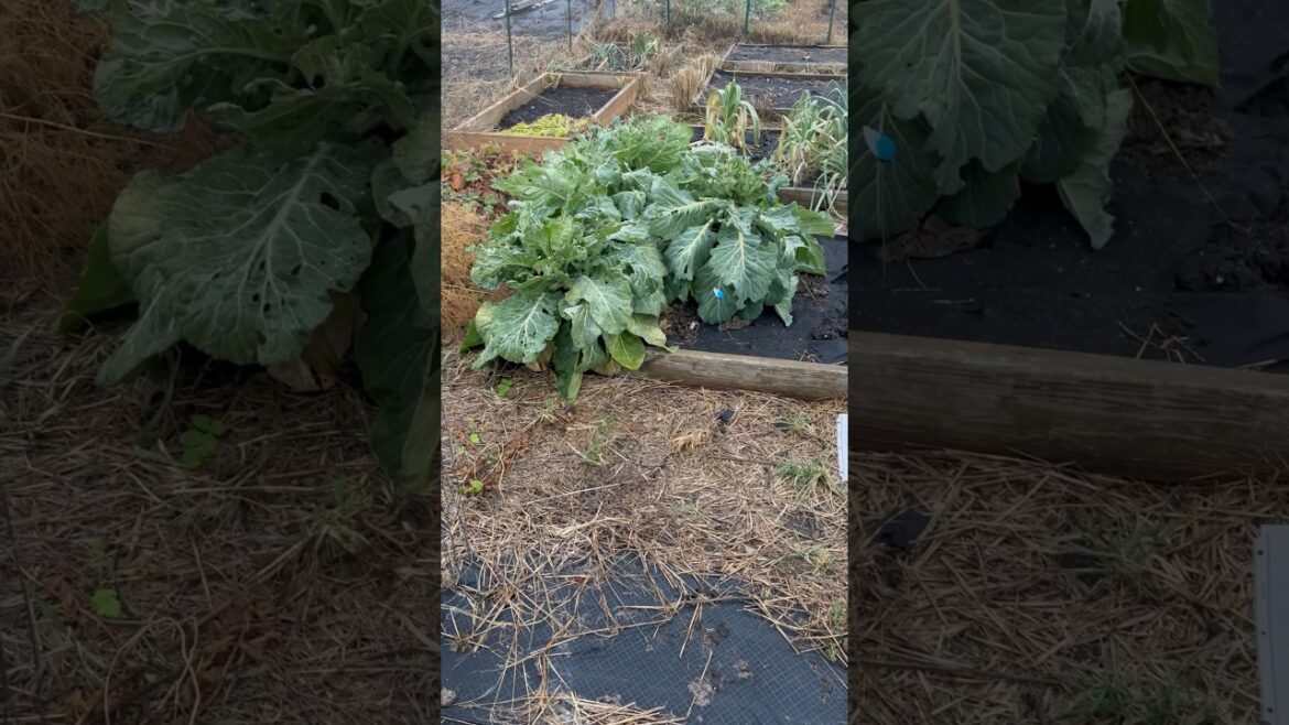 Community garden update. Late December zone 5b. #gardening #vegetablegardening #vegetablegarden