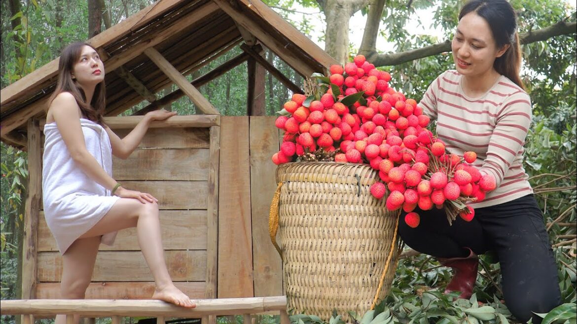 90 Days Take Care Vegetable Garden - Harvesting LYCHEES Goes to the Market Sell | Free New Life