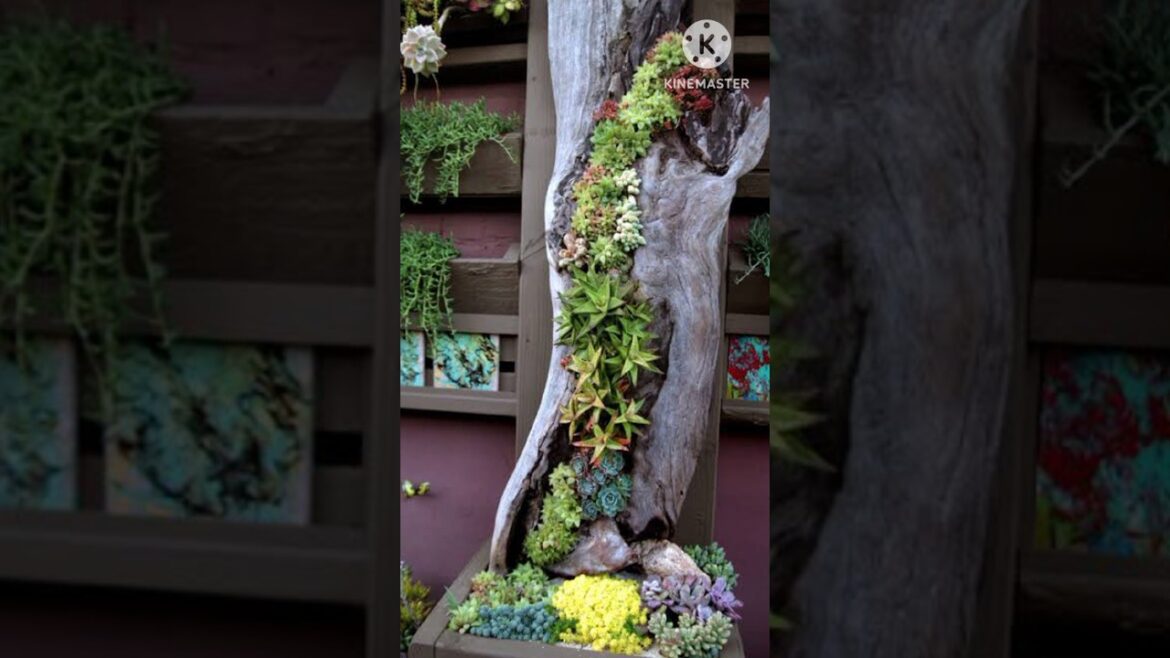 Outdoor Succulent garden design ideas #2024 #shorts #short #youtubeshorts #ytshorts . Outdoor Succulent garden design ideas #2024 #shorts #short #youtubeshorts #ytshorts .