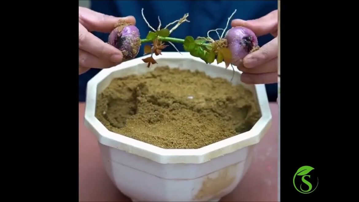 Gardening Idea For Home | garden kaise banaye.🪴#gardening #gardeningtips #vegitablegarden