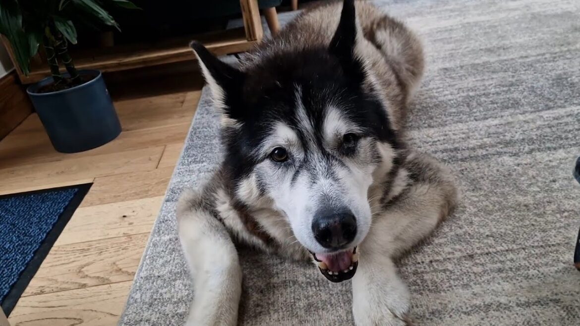 Our Thoughts On This Years Plan For Sherpa Our Thoughts On This Years Plan For Sherpa