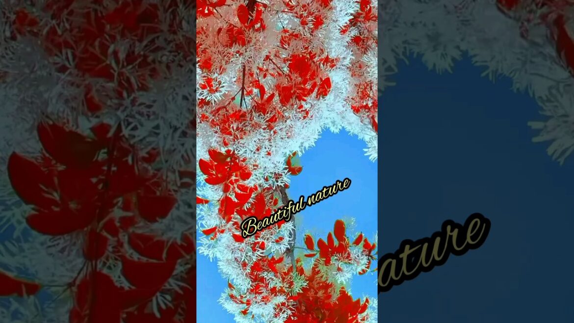 4k video beautiful flowers trees! #shorts 4k video beautiful flowers trees! #shorts